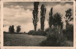 Black and white landscape photograph of field, trees, and clouds Photographic Art Postcard Postcard Postcard