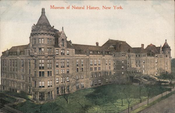 Museum of Natural History New York City, NY Postcard