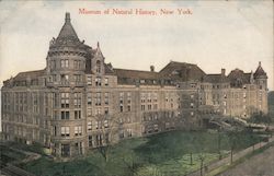 Museum of Natural History New York City, NY Postcard Postcard Postcard