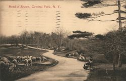 Herd of Sheep Central Park New York, NY Postcard Postcard Postcard