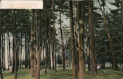 Pine Grove in the Park, Olcott Beach Postcard