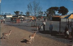 Lollypop Farm, The Humane Society of Rochester New York Postcard Postcard Postcard