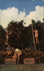 Women Picking the Citrus Crop in Florida Postcard Postcard Postcard