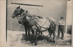 Man And Two Large Horses Occupational Postcard Postcard Postcard