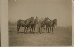 Man Posing with Four Horses in a Field Postcard