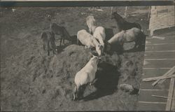 Horses in a pasture eating Hay Postcard