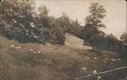 Sheep grazing on mountainous hill Postcard