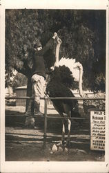 Man feeding Ostrich Postcard