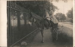 Two children on the back of a donkey. Postcard Postcard Postcard