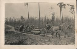 Mules Towing Huge Logs Postcard