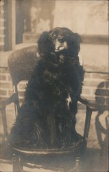 A black dog sitting in a chair Dogs Postcard Postcard Postcard