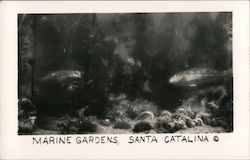 Marine Gardens Postcard