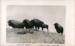 Island Tour - Buffalo Santa Catalina Island, CA Postcard Postcard Postcard