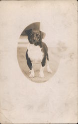 A little Black and White Dog Postcard