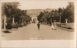 Palm Ave. Postcard