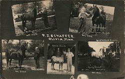 P.J. Schaffer, Horse Breeder Olivia, MN Postcard Postcard Postcard