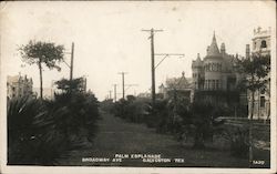 Palm Esplanade Galveston, TX Postcard Postcard Postcard