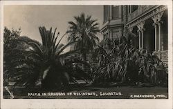 Palms in Grounds of Residence Postcard