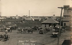 Hauling Wheat Postcard