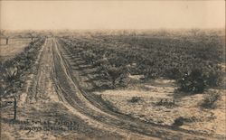 Approach to Las Palmas - Palm Nursery Raymondville, TX P.C. Shockey Postcard Postcard Postcard