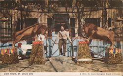 Lion Show, St. Louis Zoo Missouri Postcard Postcard Postcard