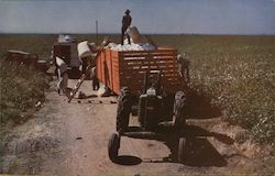 Cotton Picking Postcard