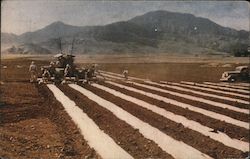 Laying Mulch Paper - Pineapple Farming Postcard Postcard Postcard