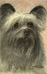 Skye Terrier Postcard