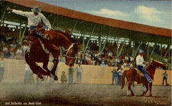 Ed Scholtz On Bob Cat Rodeos Postcard Postcard