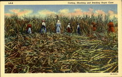 Cutting Shocking And Stacking Sugar Cane Postcard