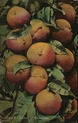 Cluster of Peaches Fruit Postcard Postcard Postcard