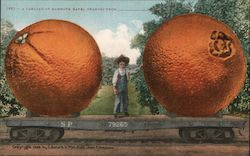 A Carload of Mammoth Naval Oranges Postcard