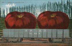 A Carload of Tomatoes Exaggeration Postcard Postcard Postcard