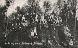 A Party on a Redwood Stump Postcard