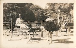 Los Angeles Ostrich Farm Woman in Cart California Postcard Postcard Postcard