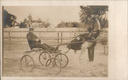 Man in Ostrich Drawn cart Postcard