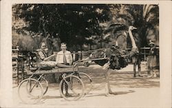 Cawston Ostrich Farm Postcard