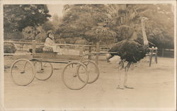 child in Ostrich drawn cart Postcard