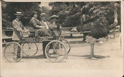 Woman riding in a cart pulled by an Ostrich Postcard