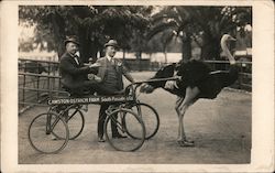 Cawston Ostrich Farm Postcard