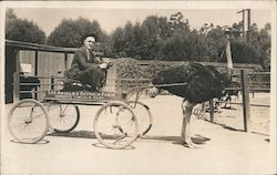 Man riding in Ostrich cart Postcard