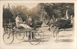 Couple with Cart, Los Angeles Ostrich Farm Opposite Lincoln Park Postcard