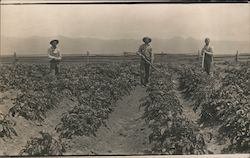 Farmers in potato field Colorado Occupational Postcard Postcard Postcard