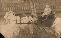 Baby Boy in Cart Pulled by Goat in Harness Babies Postcard Postcard Postcard