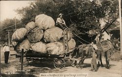 Here is the Place we Grow Large Cabbage, Cart Piled High with Giant Cabbages Postcard