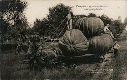 Pumpkins Grown on Our Soil are Profitable Exaggeration W. H. Martin Postcard Postcard Postcard