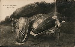 Our Watermelons Grow Big Exaggeration W. H. Martin Postcard Postcard Postcard