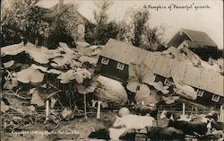 A Pumpkin of "Powerful" Growth, Huge Pumpkin Displaces Building Exaggeration W. H. Martin Postcard Postcard Postcard