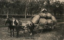 The Way We Raise 'Em at Eaton - Potatoes Postcard