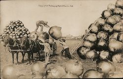 Two men loading large onions on to horse drawn cart. Exaggeration W. H. Martin Postcard Postcard Postcard